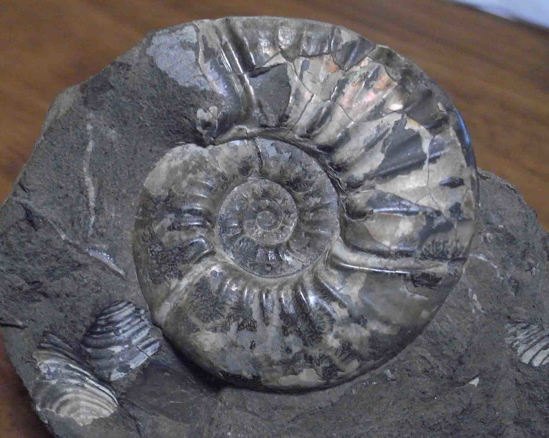 『極希少』テシオイテス　テシオエンシス　北海道　羽幌産出　アンモナイト　化石　標本