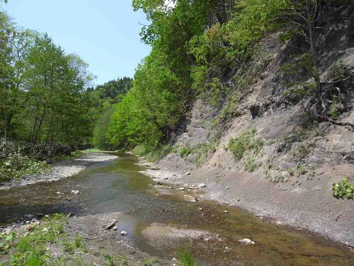 芦別川 トンゴボリセラス 26 アンモナイト 北海道 - 科学、自然