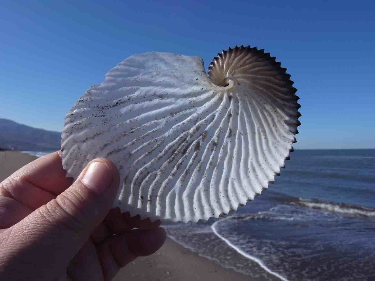 アオイガイの砂浜で・・・: 北海道@アンモナイト日記 アオイガイの砂浜で・・・: 北海道@アンモナイト日記