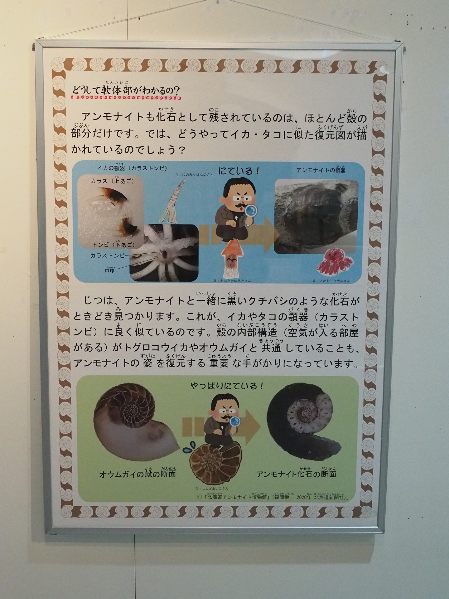 展示の紹介 前半: 北海道＠アンモナイト日記