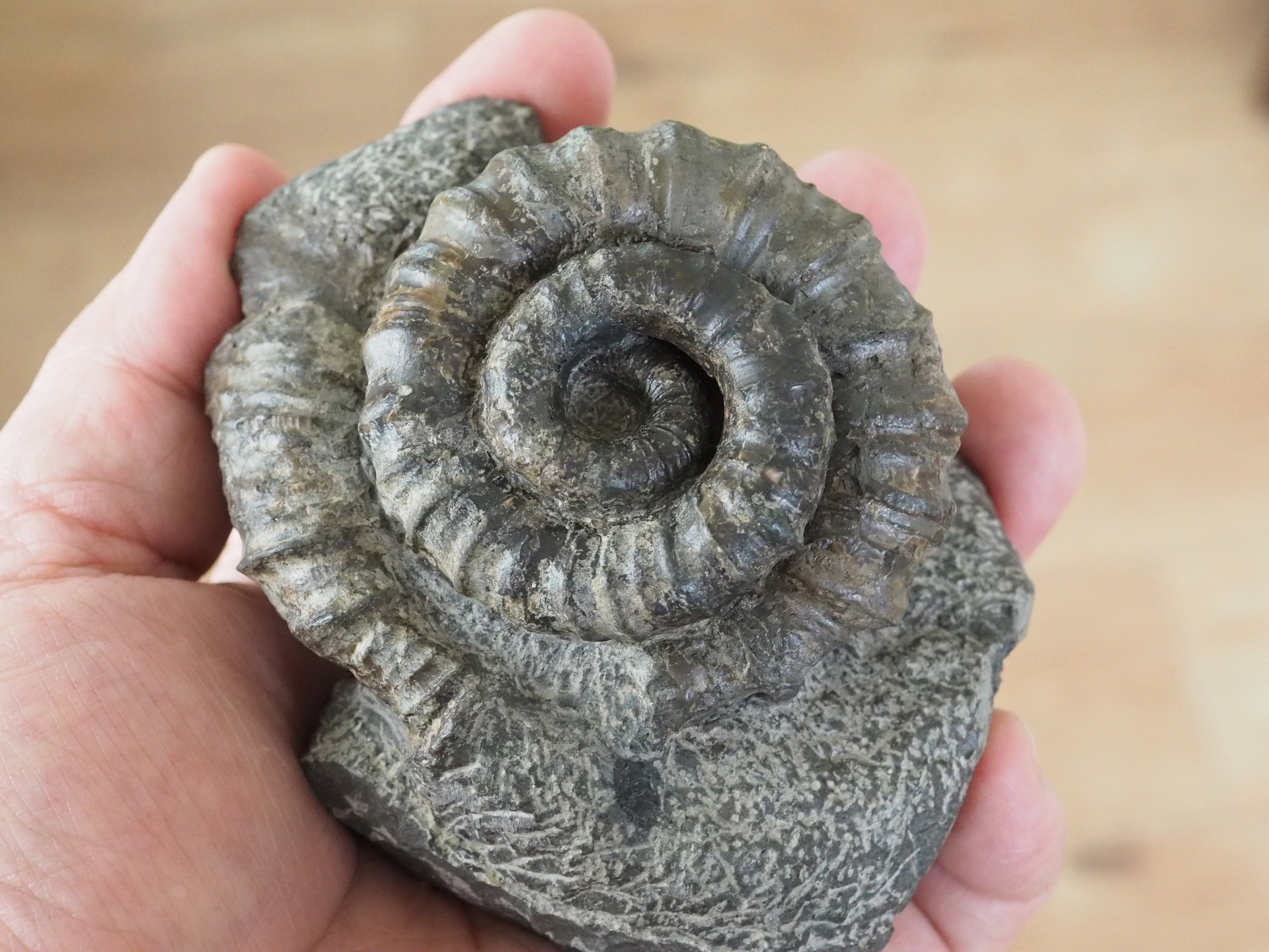 ランキング1位獲得 化石 標本 ノジュール原石 アンモナイト 国産