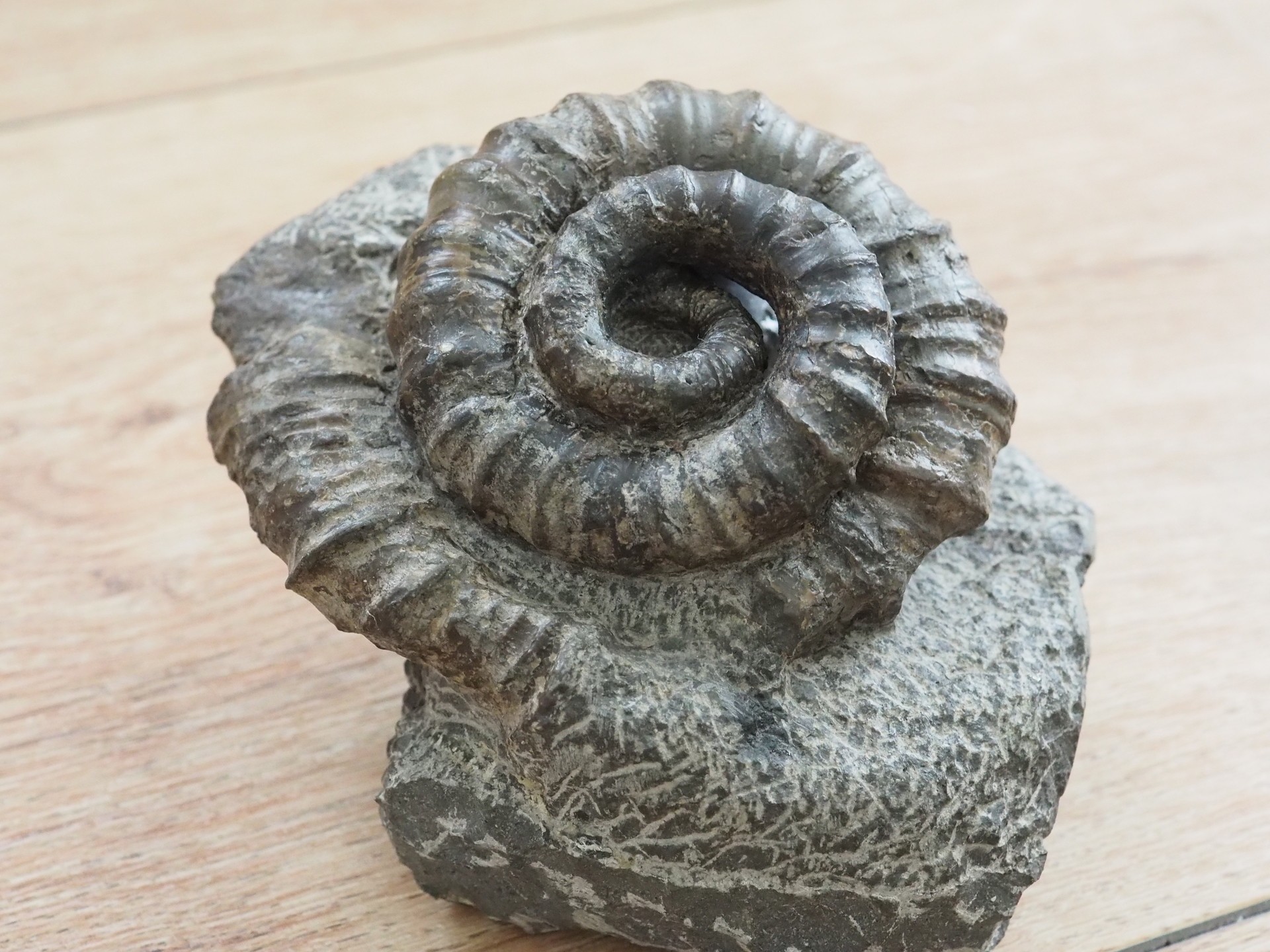 アイノセラス 化石部分は約4.0cm×約5.5cm 北海道産 異常巻き 