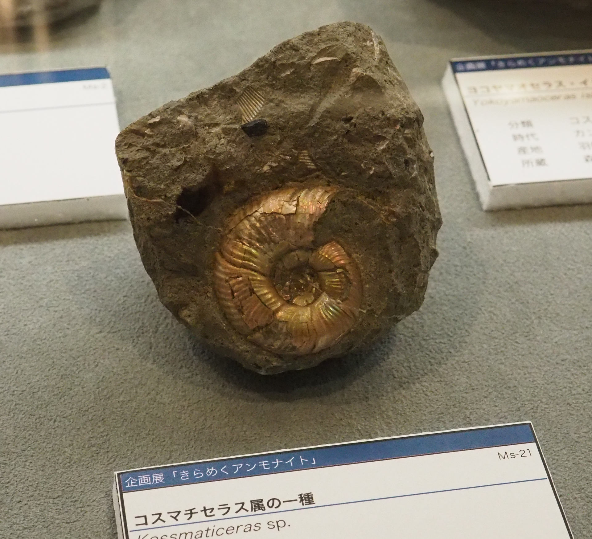 爆売りセール開催中！】 北海道 アンモナイト 大きなパキ 化石 置物
