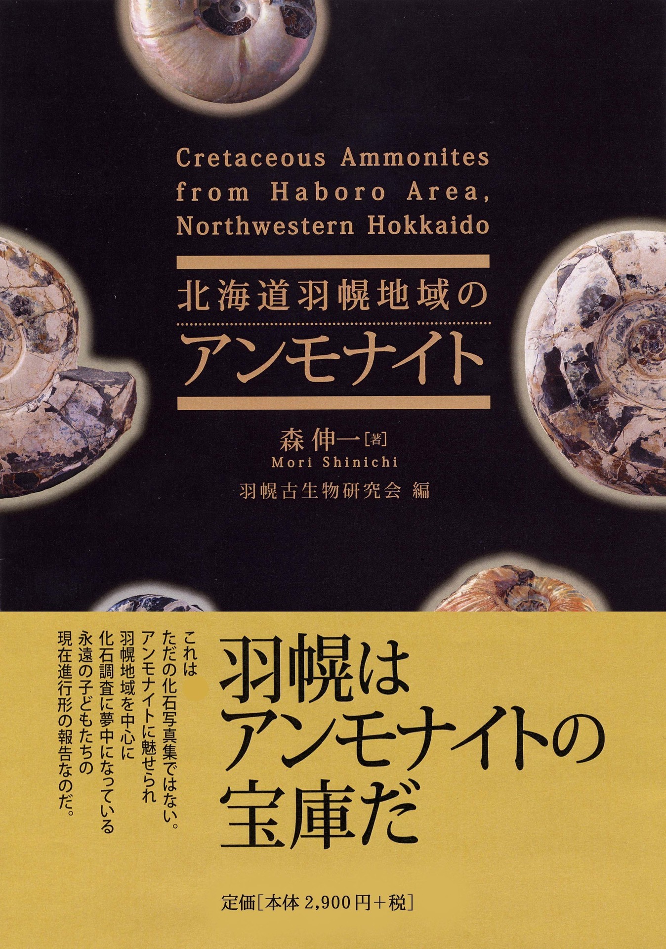 ノジュール 化石 北海道羽幌産 わたり ノジュール 化石 北海道羽幌産 わたり