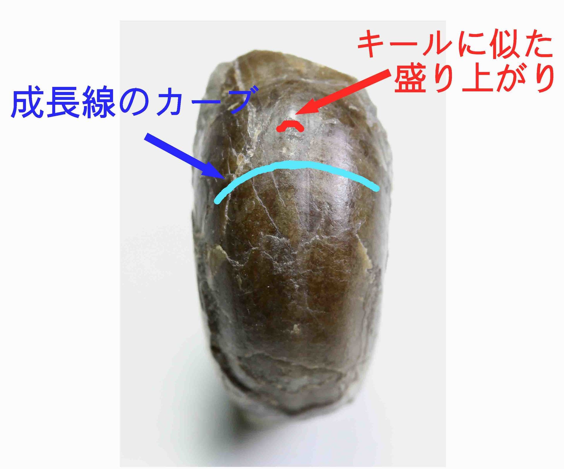 テトラゴニテス・ミニムス 続報: 北海道@アンモナイト日記 テトラゴニテス・ミニムス 続報: 北海道@アンモナイト日記