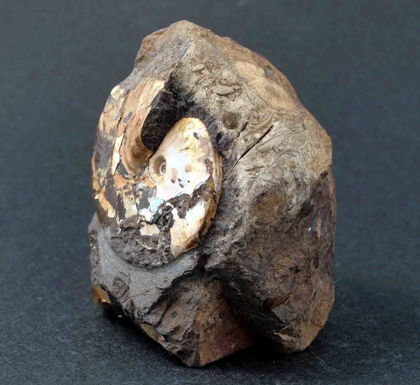 国産化石 メタプラ ２４０２１４－3 - www.minerbuddy.com