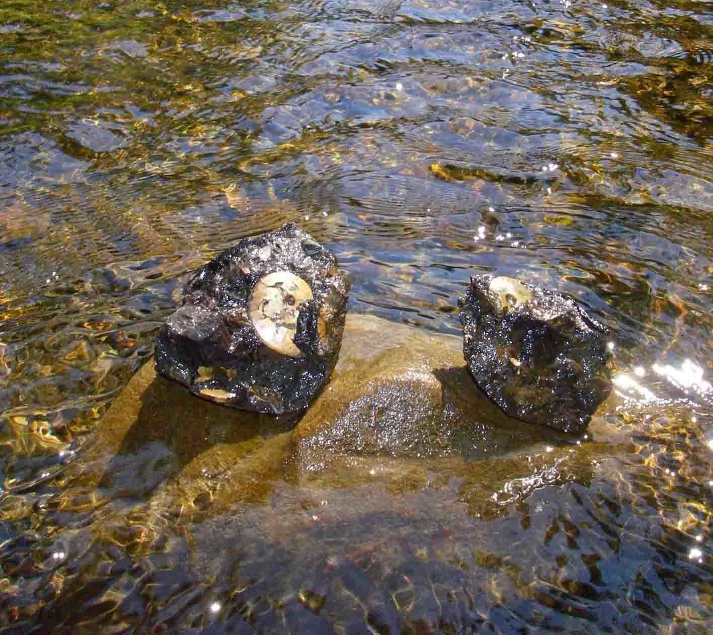 メタプラの共産化石 （後編）: 北海道＠アンモナイト日記