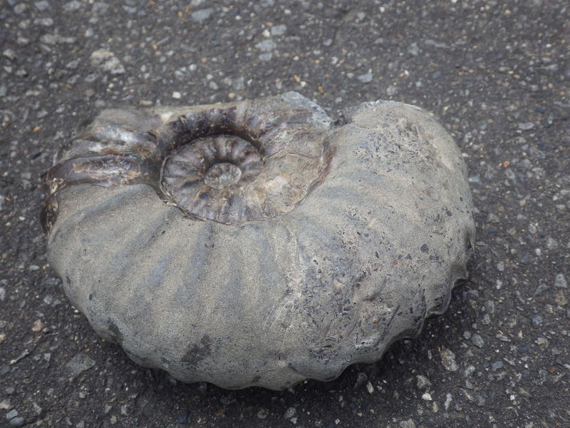 マンテリセラス クリーニング完了♪: 北海道＠アンモナイト日記