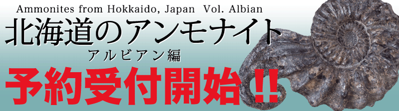 ユーボストリコセラス・ムラモトイの巻き方: 北海道＠アンモナイト日記