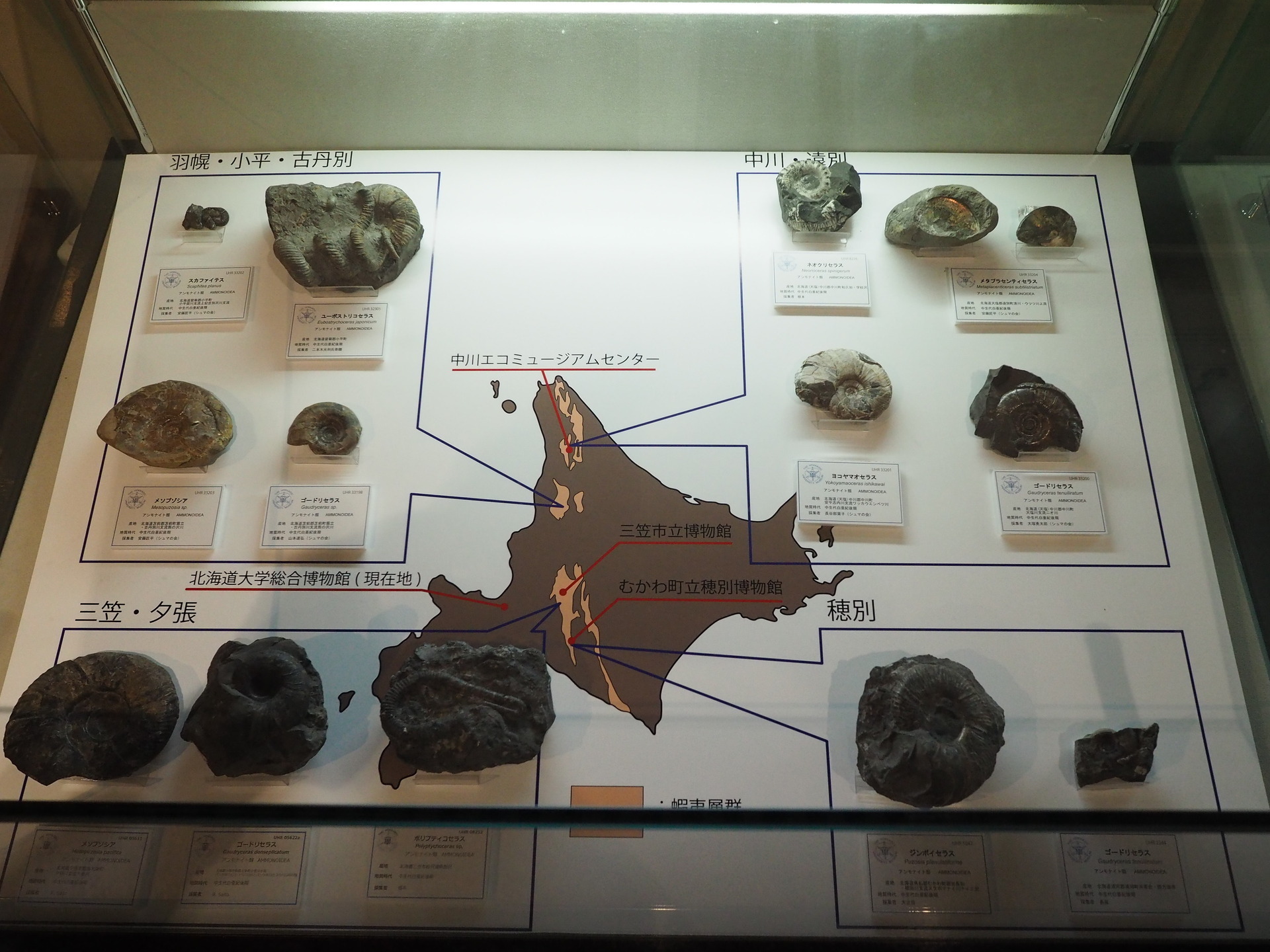 北大総合博物館 ＆ ミュージアムショップ ぽとろ: 北海道＠アンモナイト日記