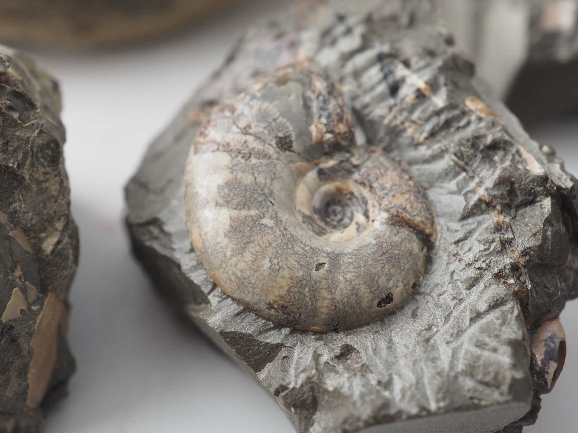 現状品】希少！ 北海道浜中町産アンモナイト化石（大） ゴードリセラス