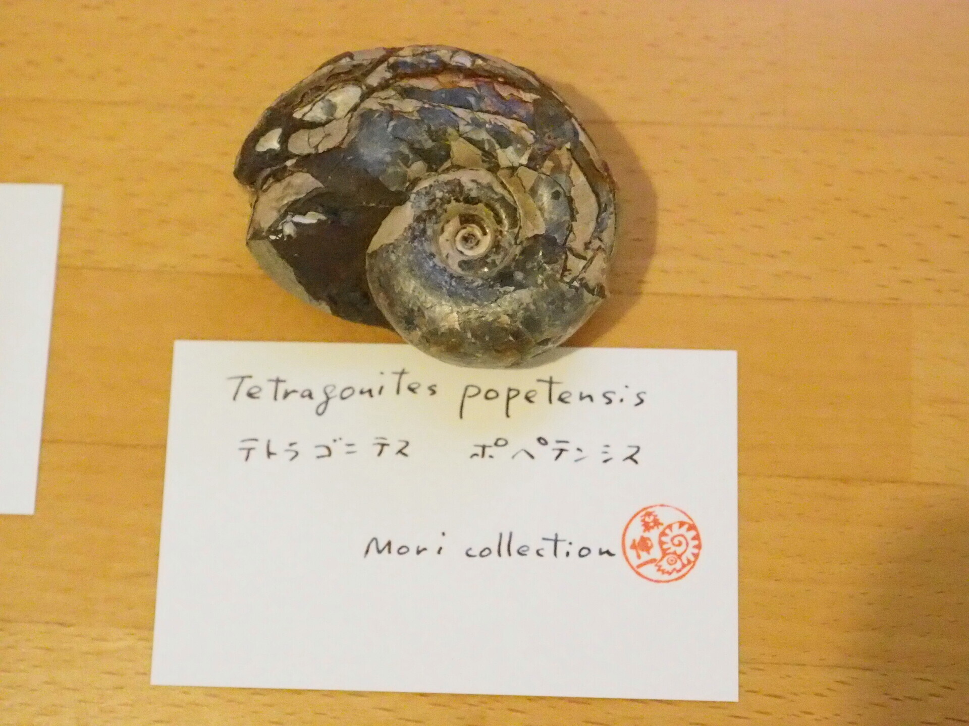 アンモナイト　日本産　北海道　極美麗　クリーニング最高 アンモナイト 日本産 北海道 極美麗 クリーニング最高 アンモナイト