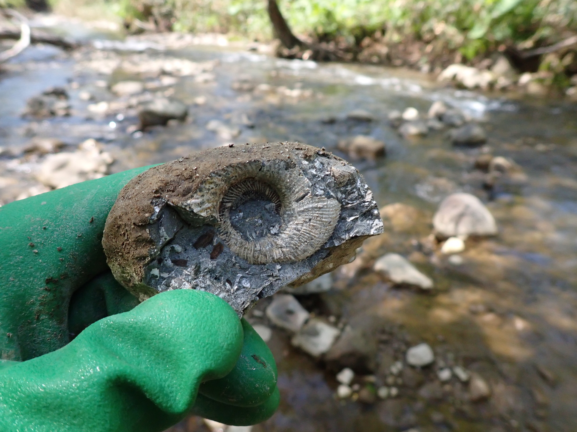 コニアシアン ちょっと珍しいノジュール: 北海道＠アンモナイト日記