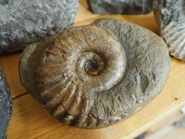 アナゴードリセラス・リマタムは好きですか？: 北海道＠アンモナイト日記