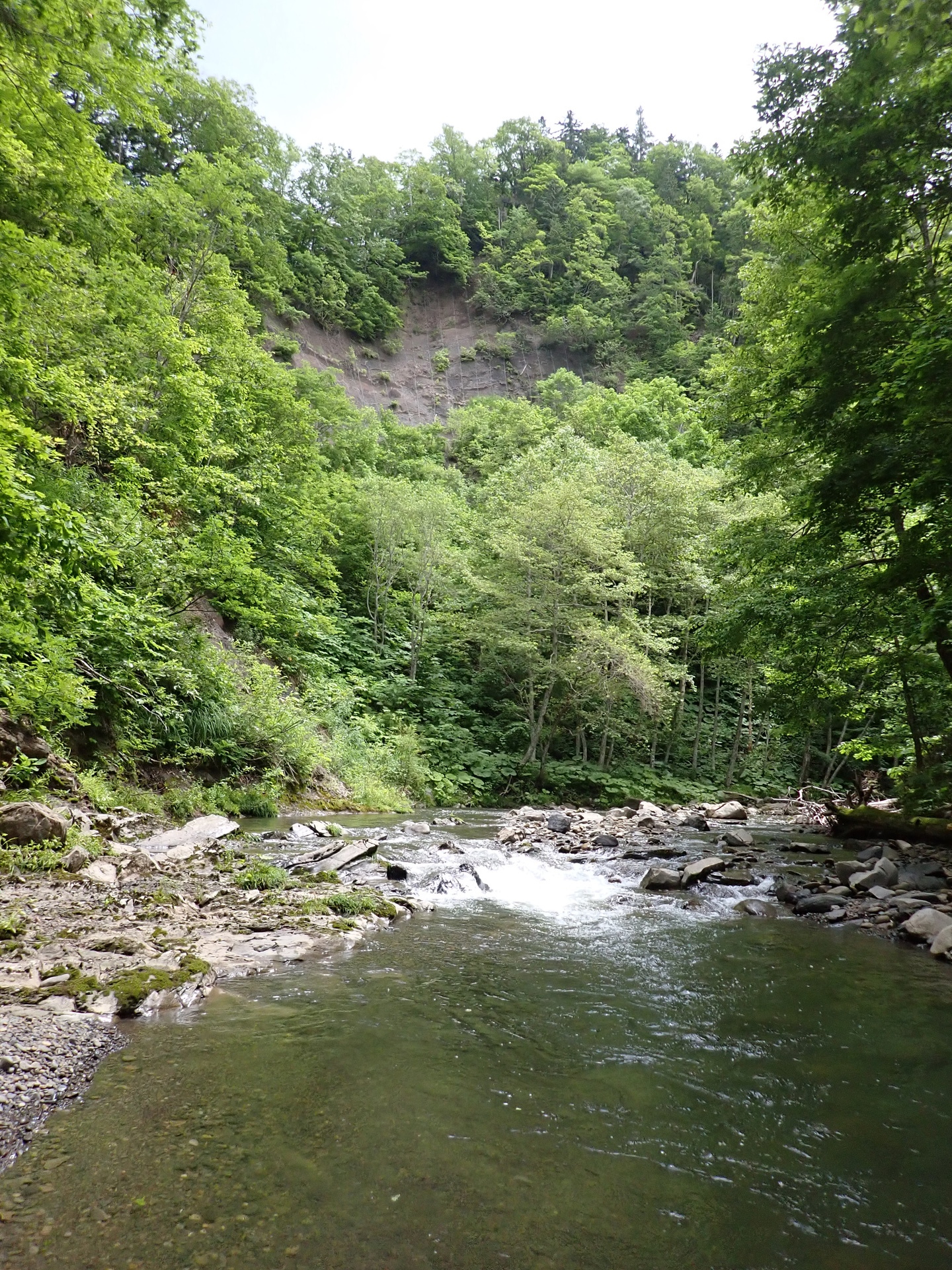 チョーうらやましい～～！ アカントセラス科のアンモナイト＠: 北海道＠アンモナイト日記