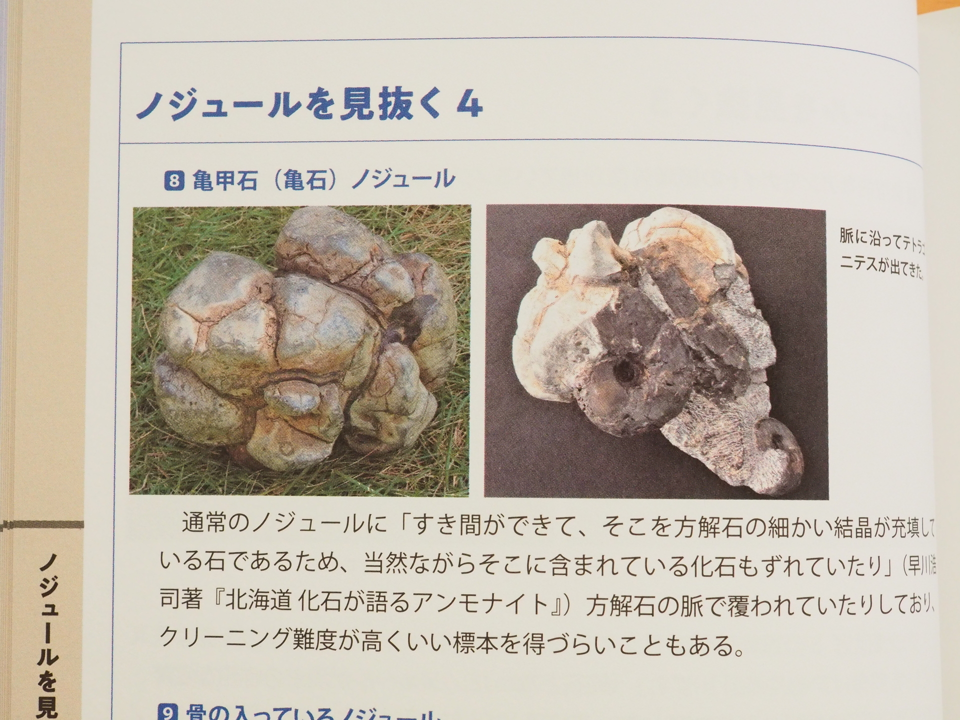 新刊情報 「アンモナイト図鑑」 守山容正さん 著 これまたスゴイ