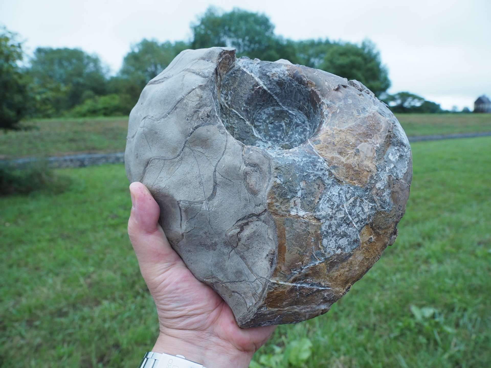 クリーニングした標本をさらにイジる・・・( ﾟДﾟ)；: 北海道