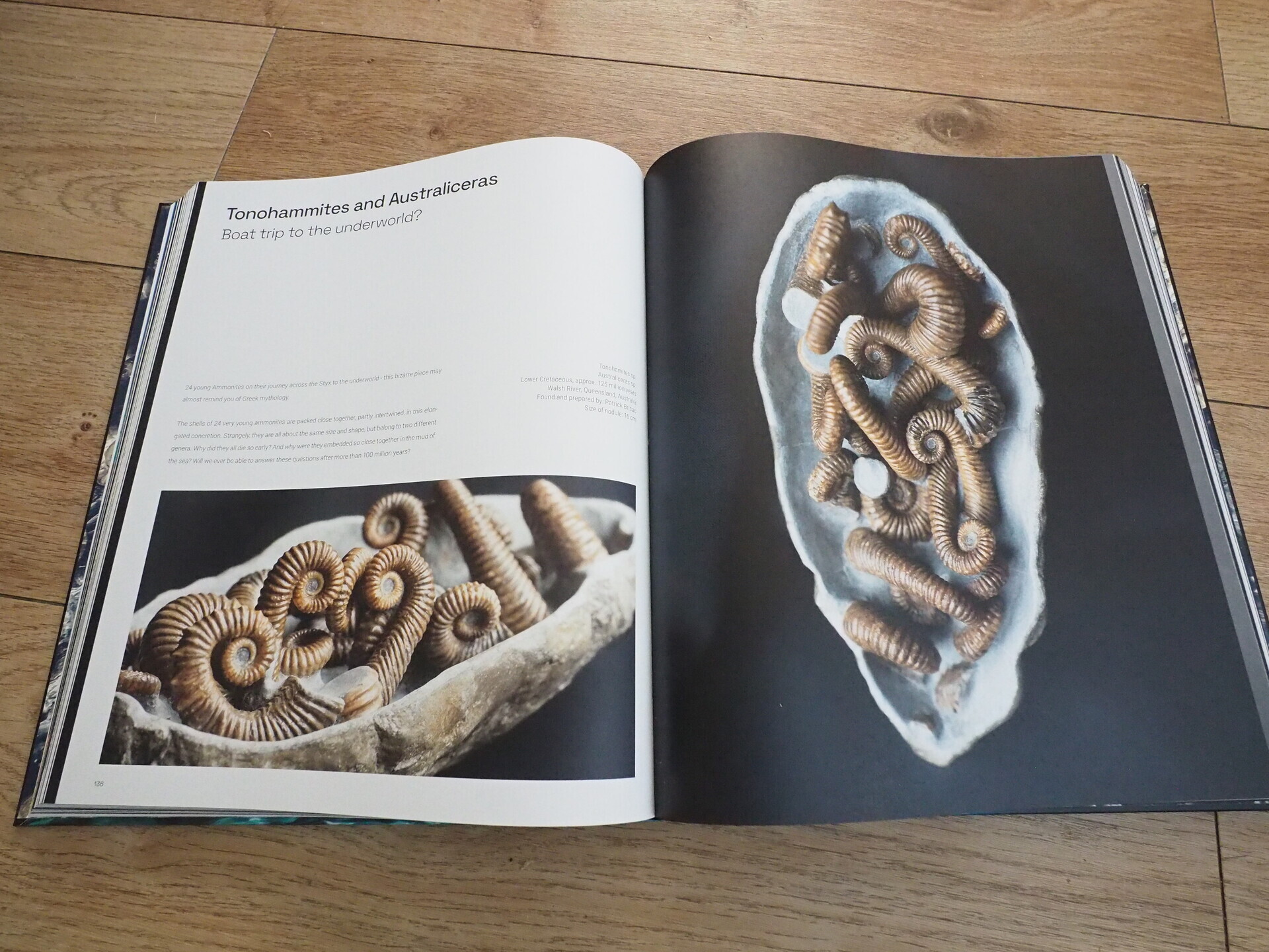 ドイツから素晴らしいアンモナイト本が出版されました♬: 北海道