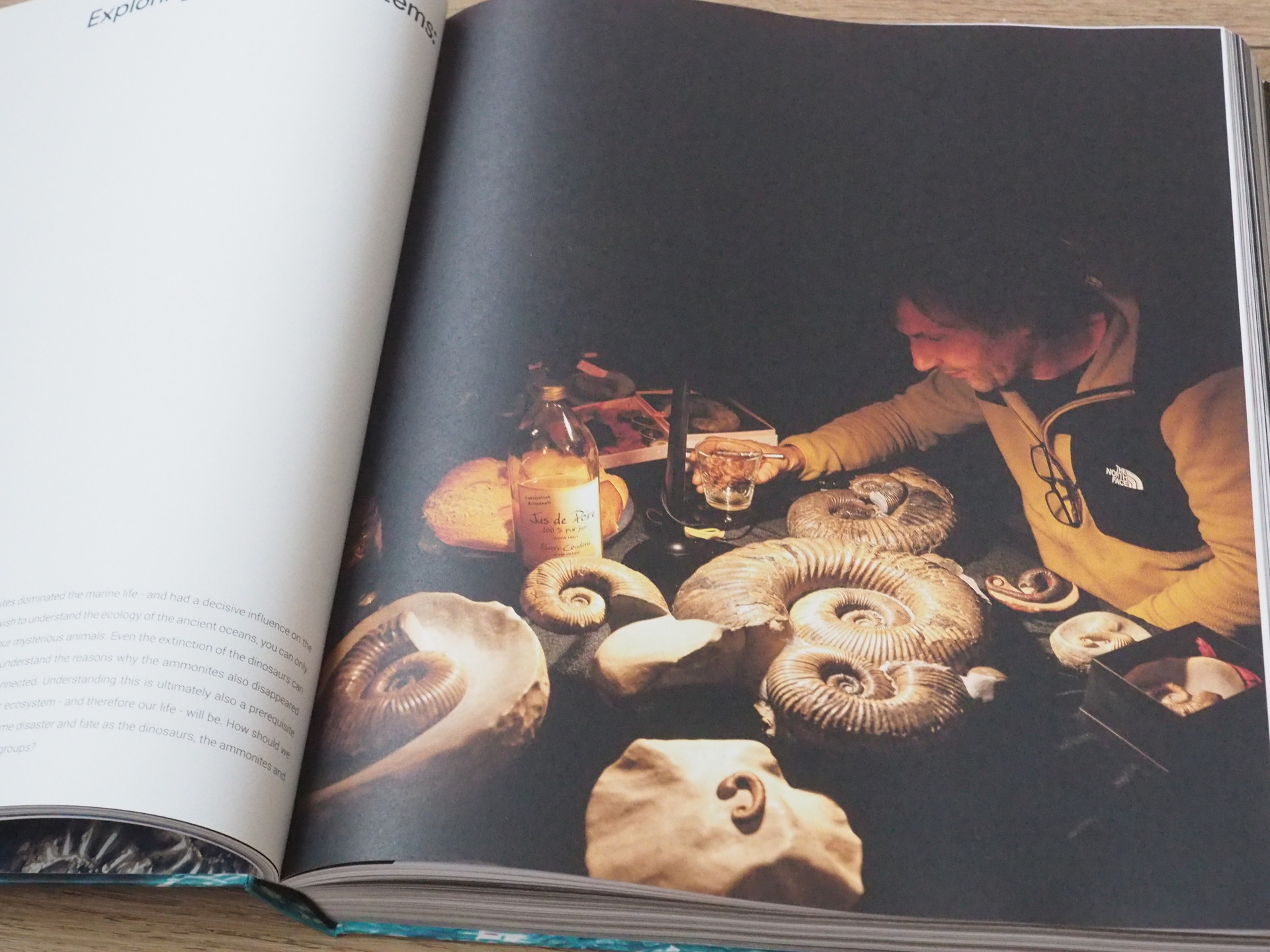 アンモナイト　日本産　北海道　極美麗　クリーニング最高 アンモナイト 日本産 北海道 極美麗 クリーニング最高 アンモナイト