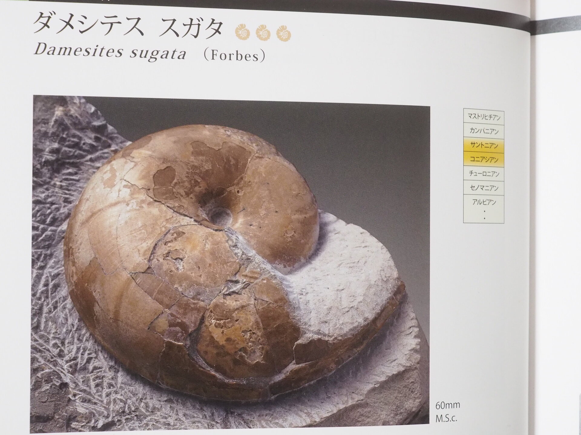 さっぽろミネラルショーで一文無しに・・・( ﾟДﾟ)； チューロニアン