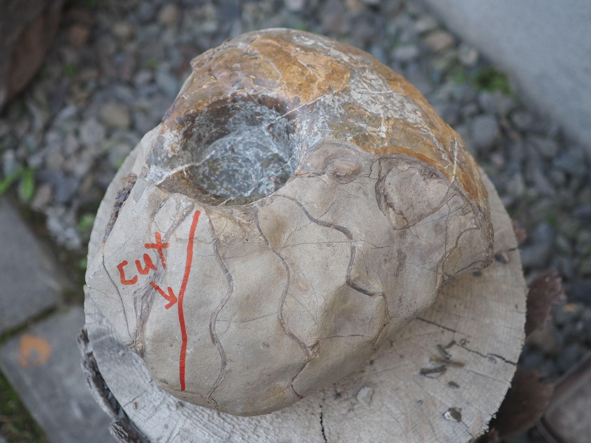 クリーニングした標本をさらにイジる・・・( ﾟДﾟ)；: 北海道