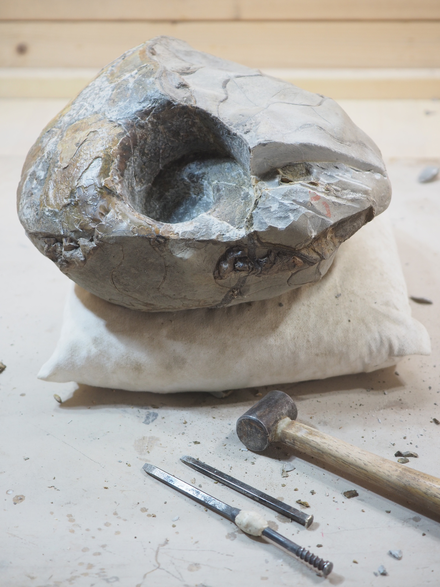 クリーニングした標本をさらにイジる・・・( ﾟДﾟ)；: 北海道