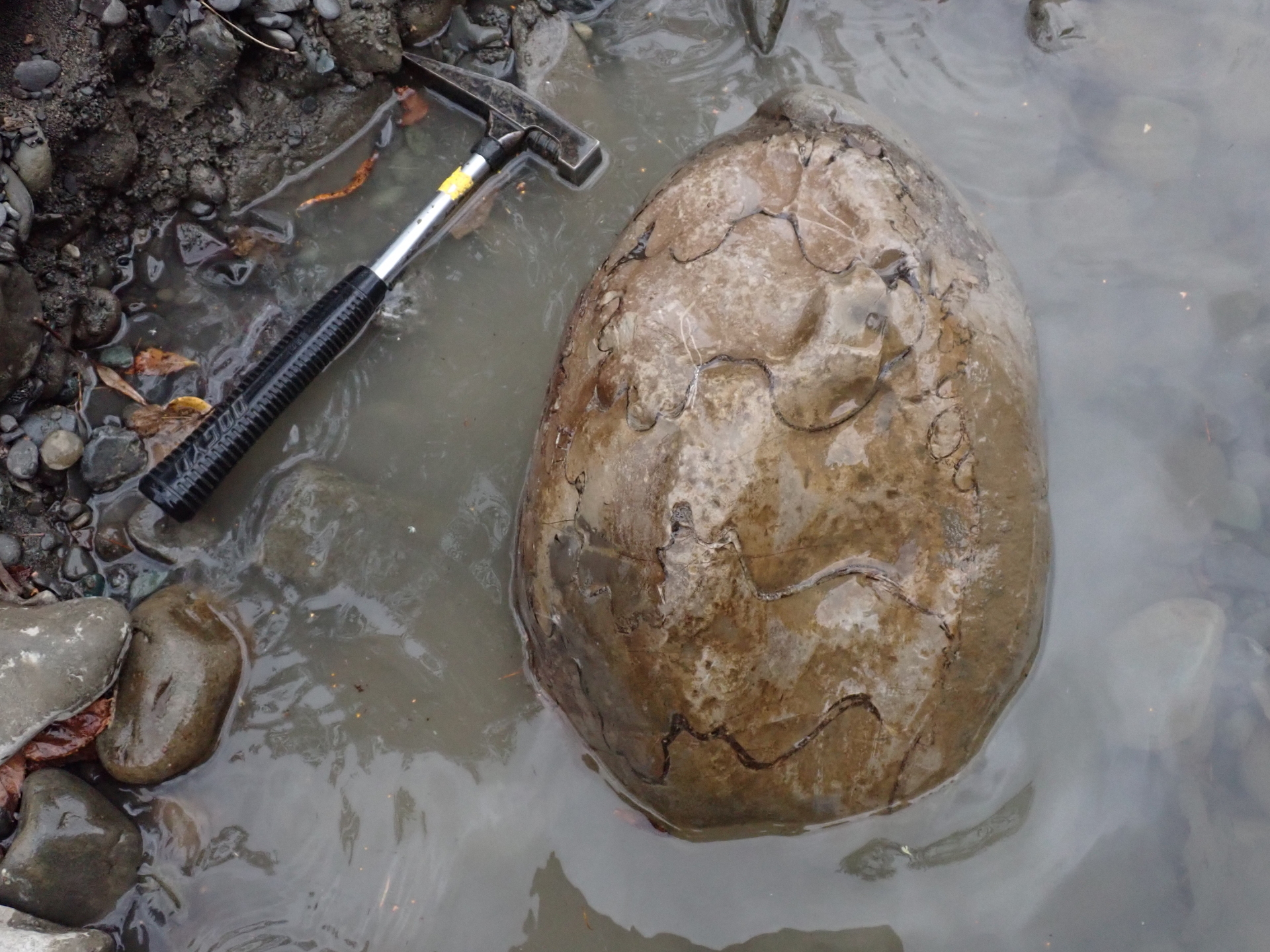 2kg まん丸なユーパキディスカスハラダイ 化石 アンモナイト 羽幌 2kg