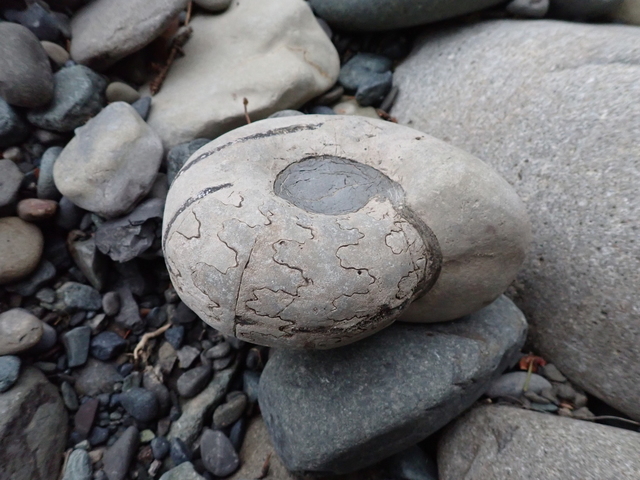 秋の本流 黒いユーパキディスカス・ハラダイ: 北海道