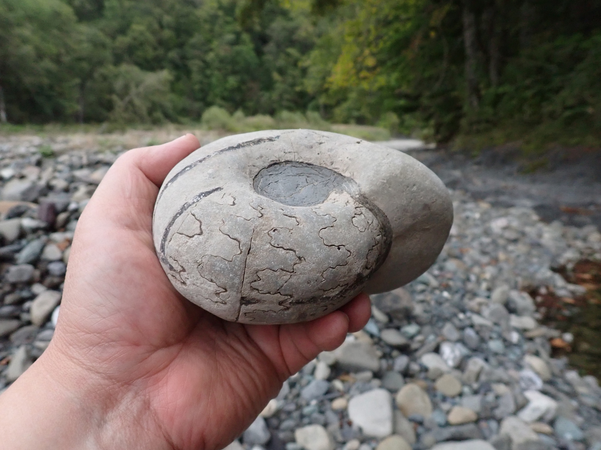 秋の本流 黒いユーパキディスカス・ハラダイ: 北海道＠アンモナイト日記