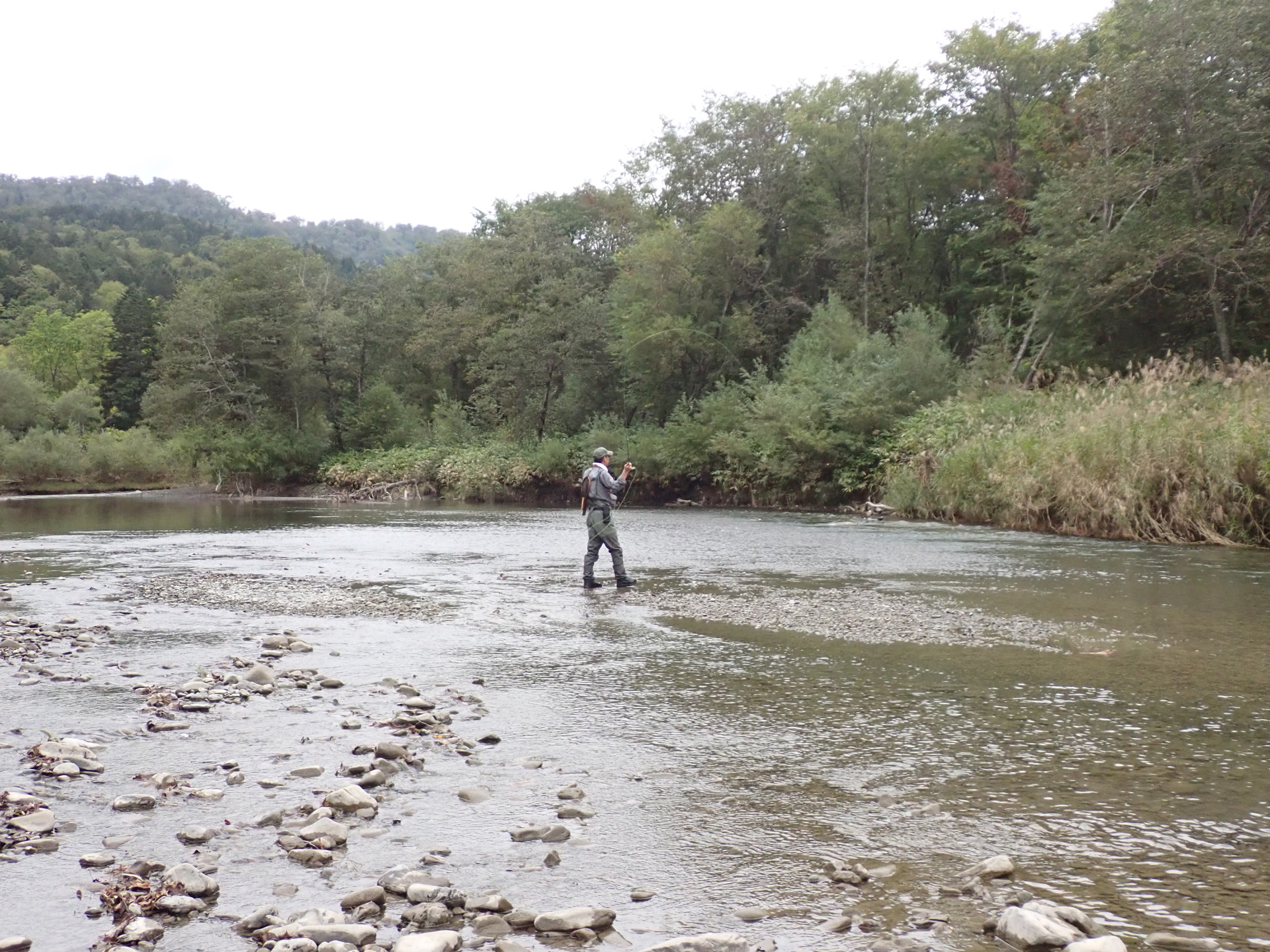 秋の本流 黒いユーパキディスカス・ハラダイ: 北海道＠アンモナイト日記