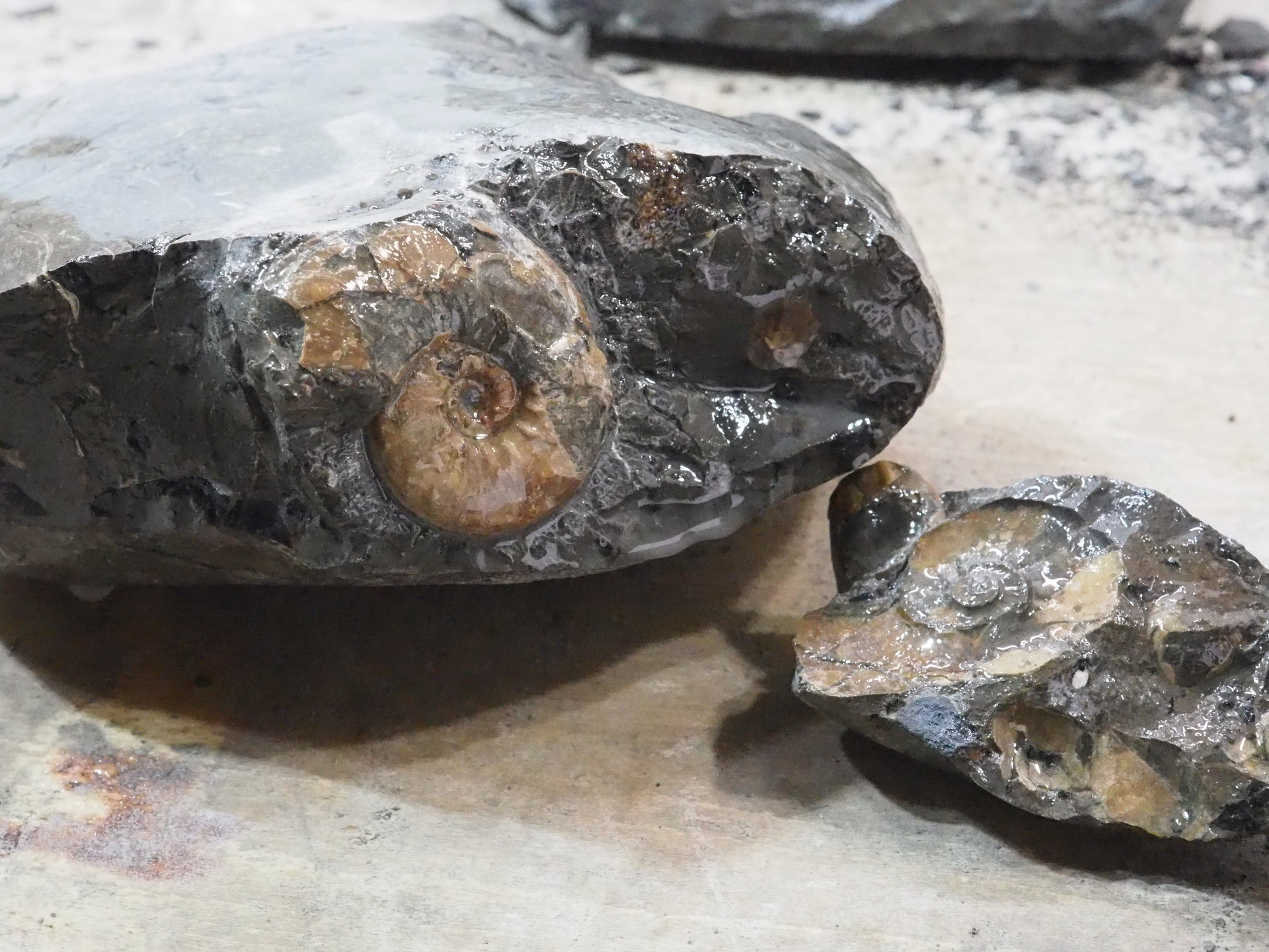 アンモナイト　日本産　北海道　極美麗　クリーニング最高 アンモナイト 日本産 北海道 極美麗 クリーニング最高